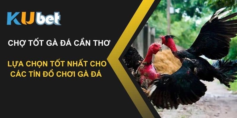 Chợ tốt gà đá Cần Thơ: Lựa chọn tốt nhất cho các tín đồ chơi gà đá