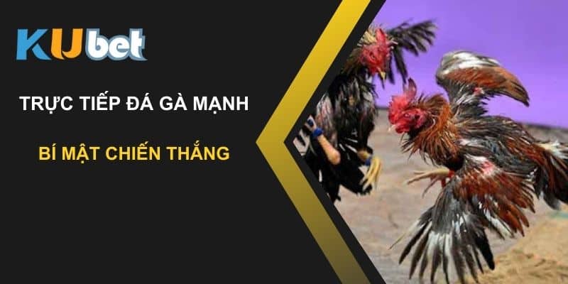 Bí mật chiến thắng: Cách tận hưởng trực tiếp đá gà mạnh trên Kubet