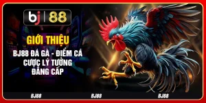 Giới Thiệu Bj88 Đá Gà - Điểm Cá Cược Lý Tưởng, Đẳng Cấp